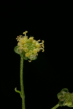 Artemisia annua RCP12-08 146.jpg